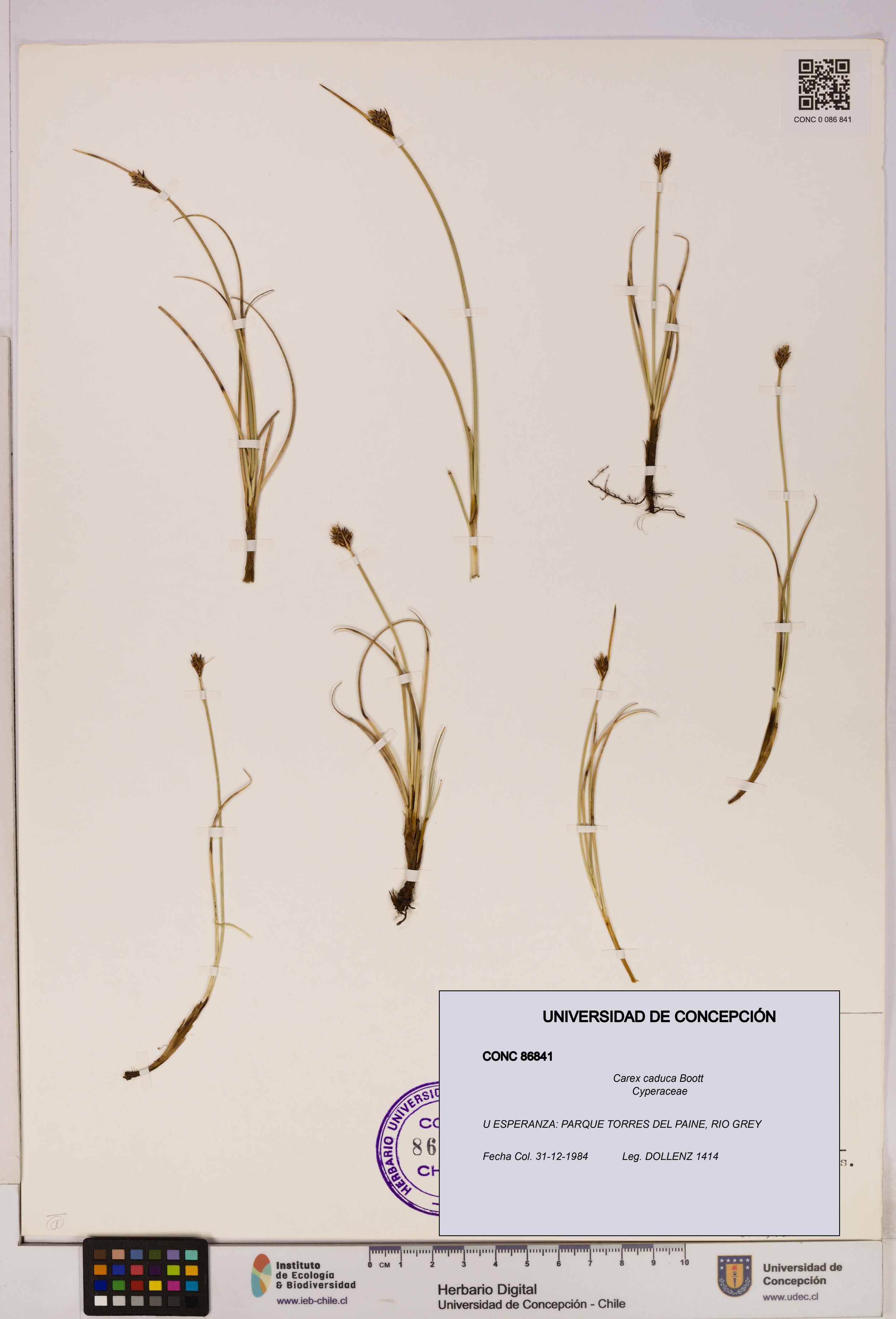 Carex caduca [Espécimen: UDEC:CONC:0086841]