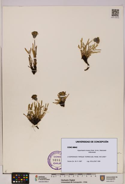 Hypochaeris incana [Espécimen: UDEC:CONC:0086842]