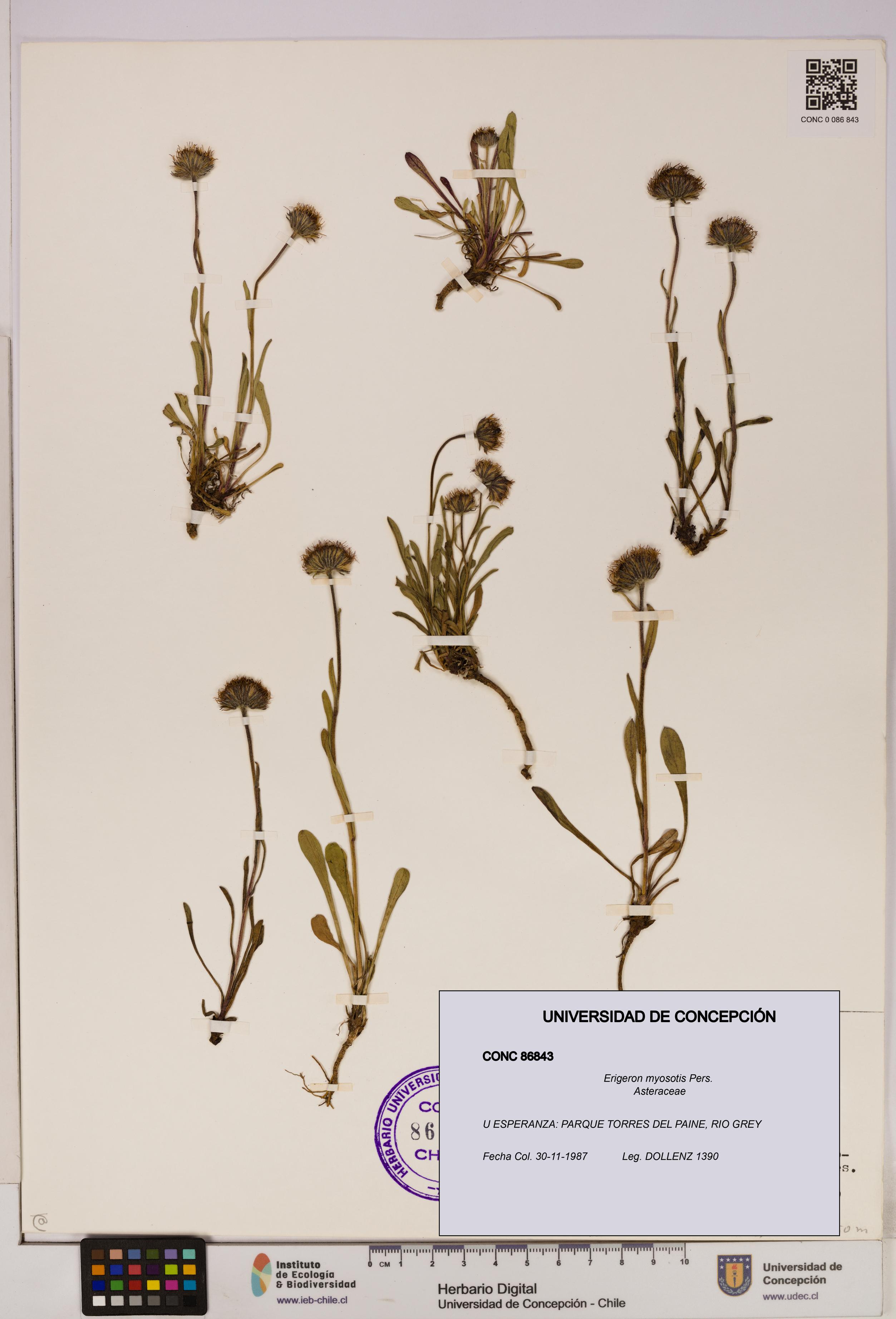 Erigeron myosotis [Espécimen: UDEC:CONC:0086843]