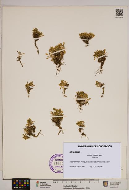 Azorella fuegiana [Espécimen: ]
