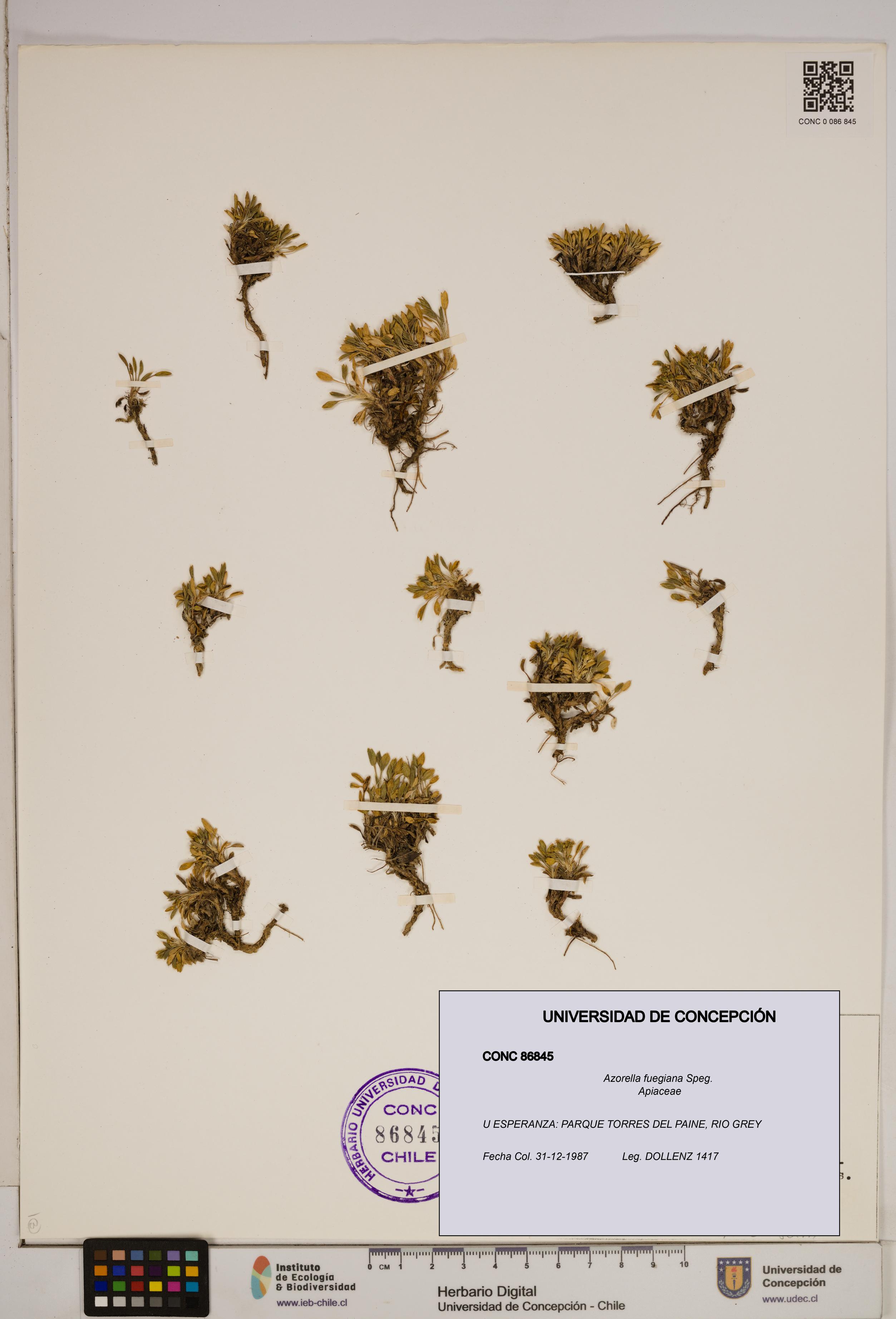Azorella fuegiana [Espécimen: ]