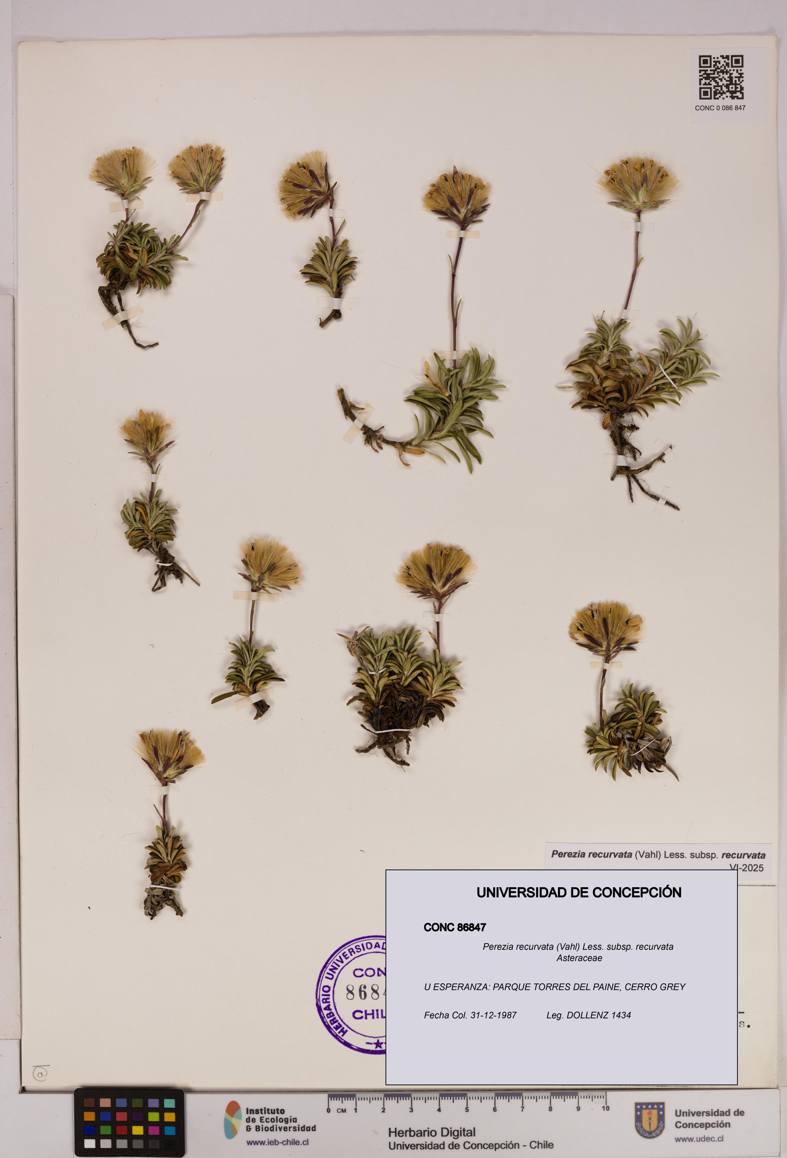 Perezia recurvata subsp. recurvata [Espécimen: UDEC:CONC:0086847]
