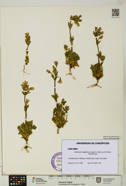 Gentianella magellanica [Espécimen: UDEC:CONC:0086851]