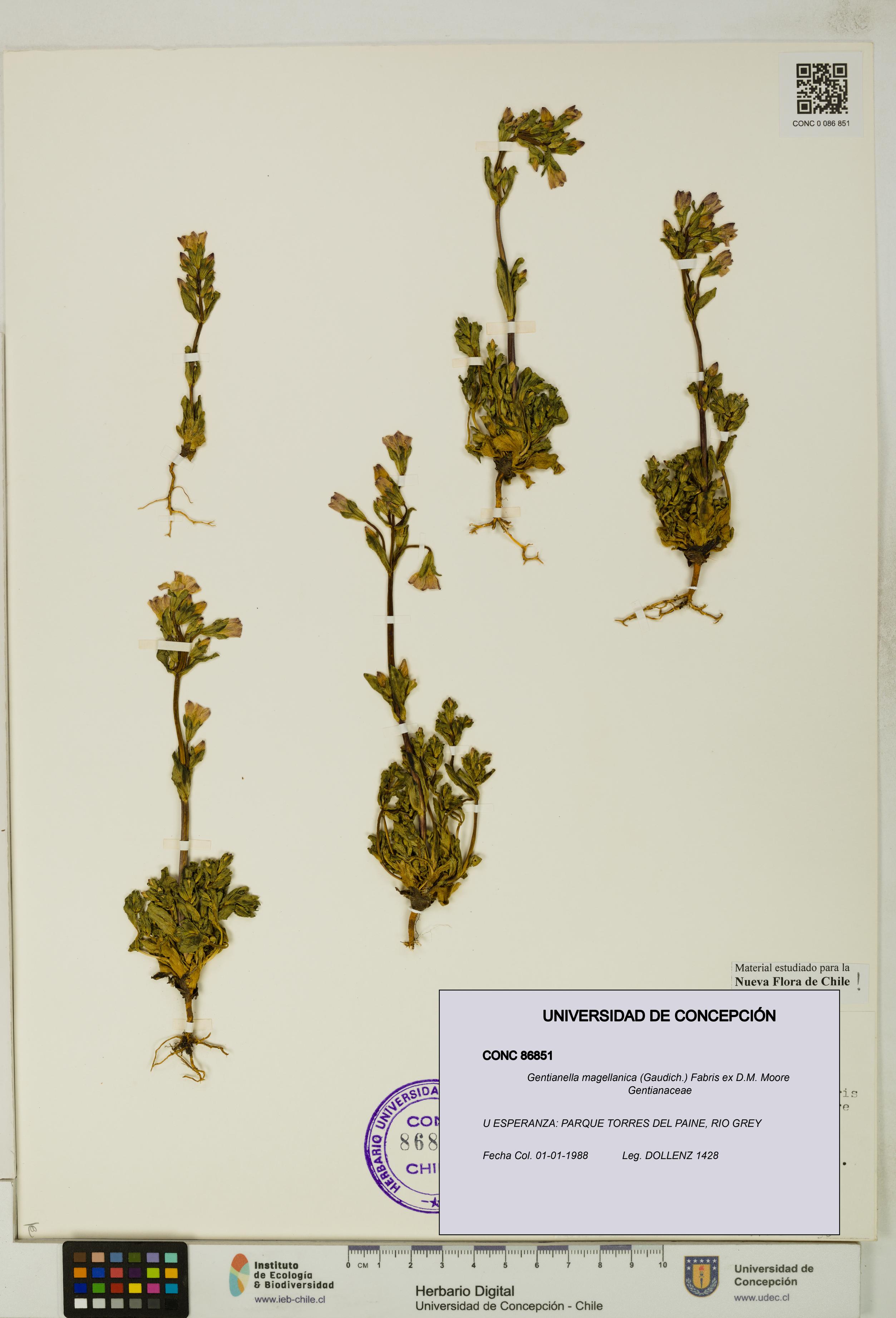 Gentianella magellanica [Espécimen: UDEC:CONC:0086851]