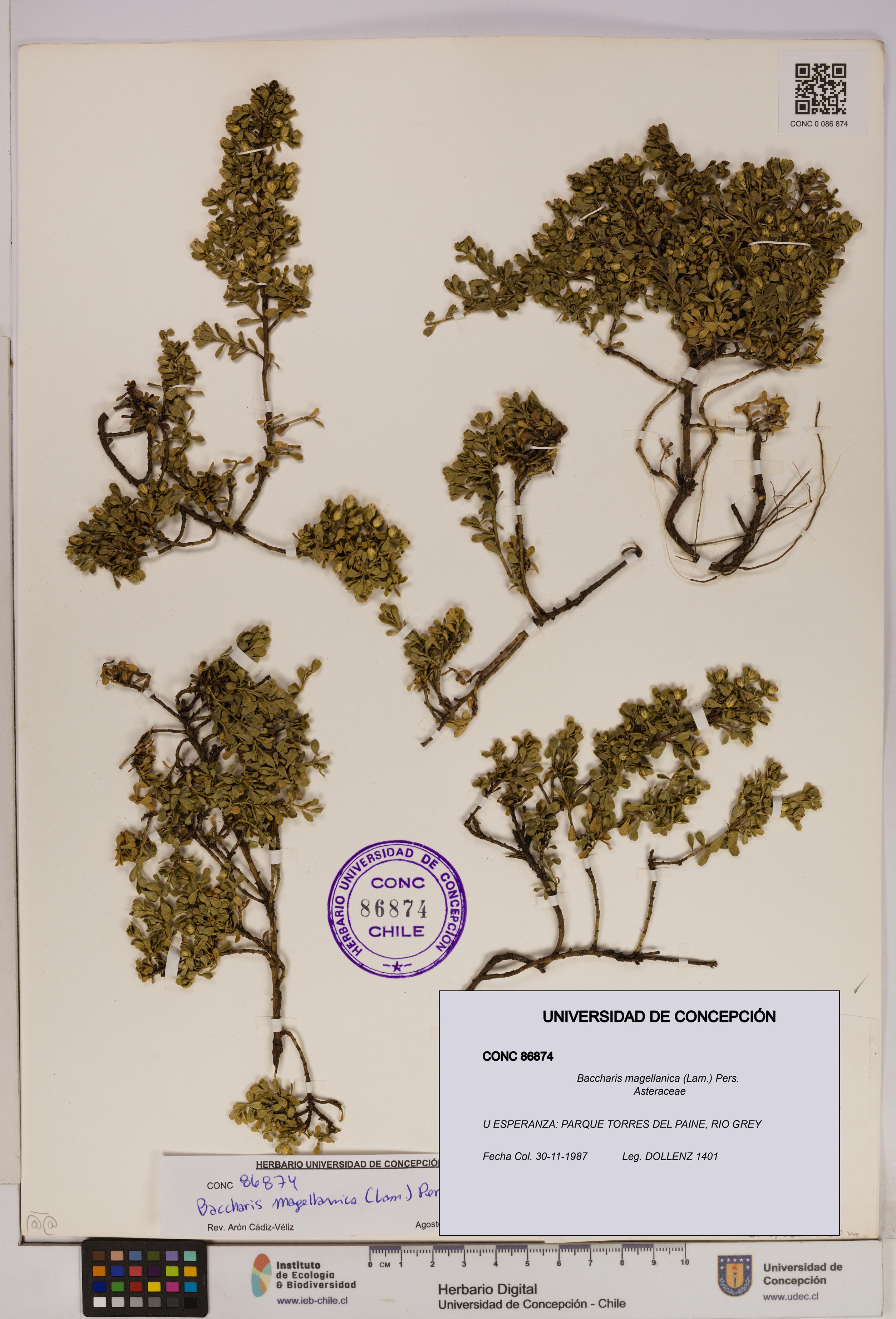 Baccharis magellanica [Espécimen: UDEC:CONC:0086874]
