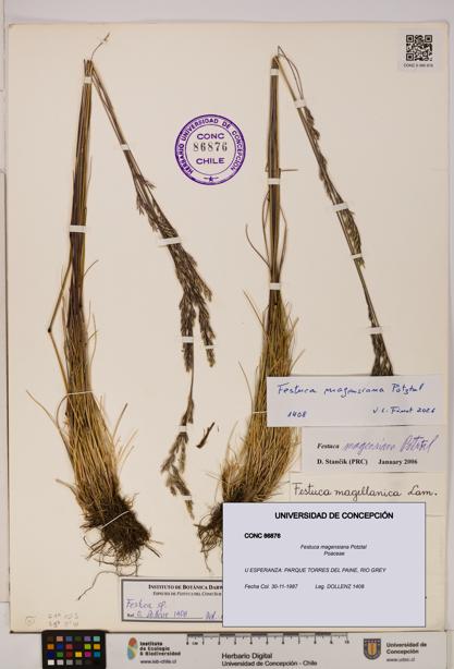 Festuca magensiana [Espécimen: ]