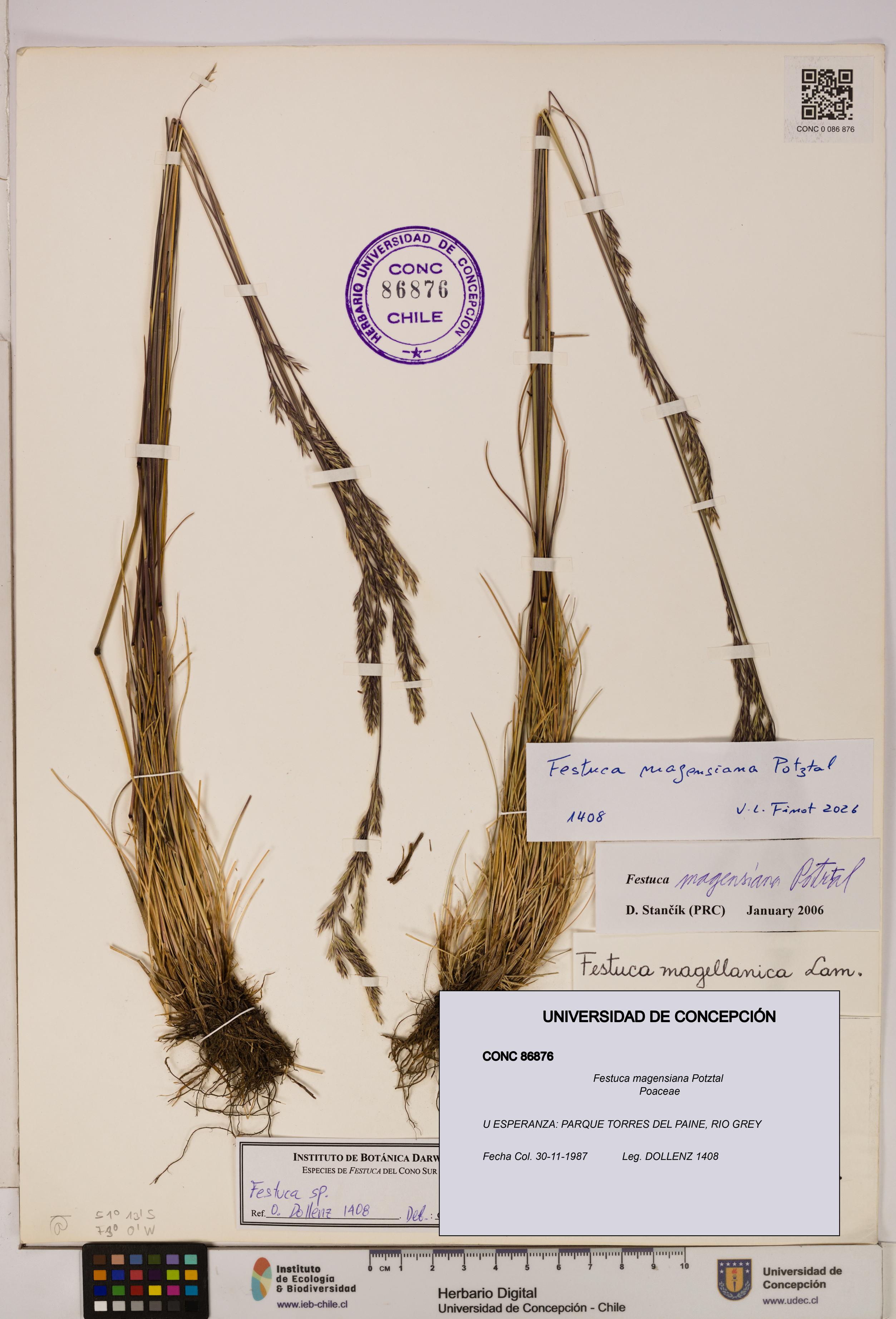 Festuca magensiana [Espécimen: ]