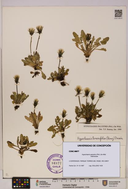 Hypochaeris palustris [Espécimen: UDEC:CONC:0086877]