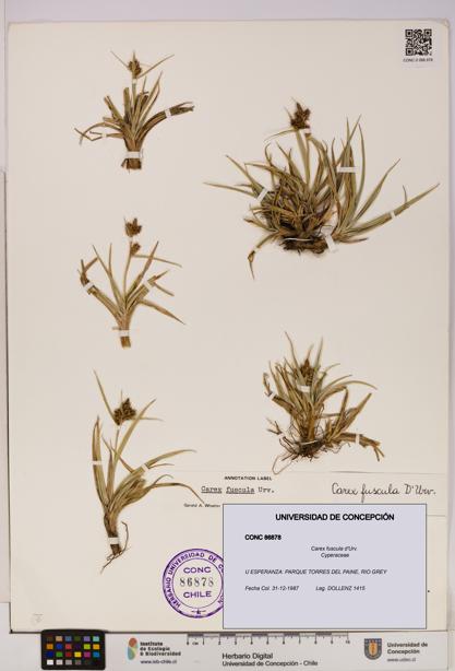 Carex fuscula [Espécimen: UDEC:CONC:0086878]