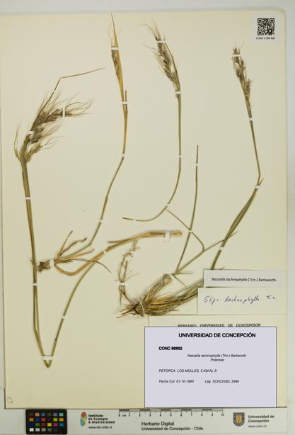 Nassella lachnophylla [Espécimen: UDEC:CONC:0086892]