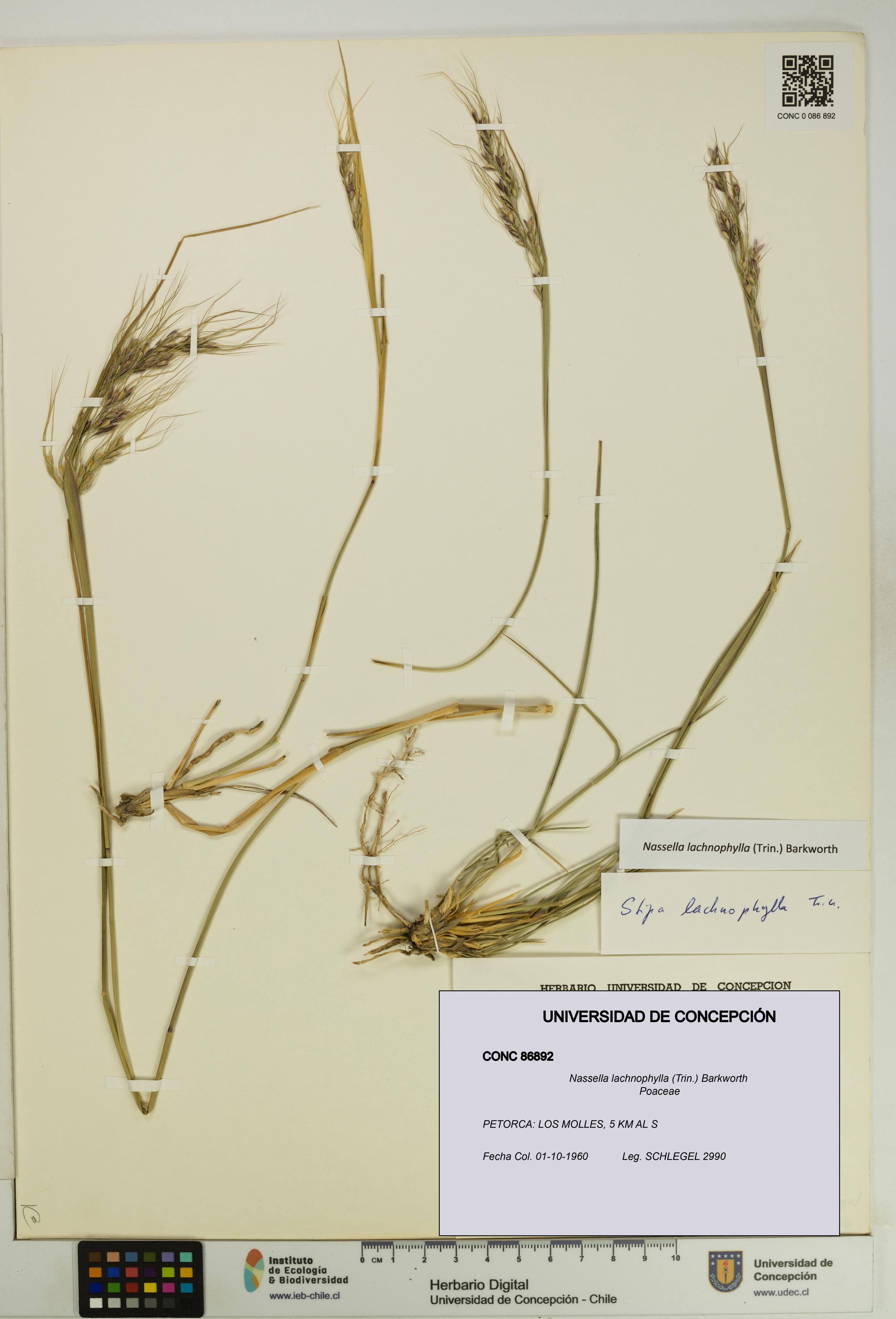 Nassella lachnophylla [Espécimen: UDEC:CONC:0086892]