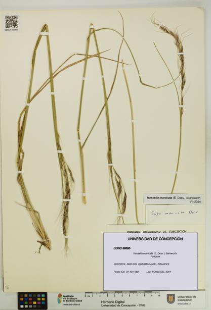Nassella manicata [Espécimen: UDEC:CONC:0086893]
