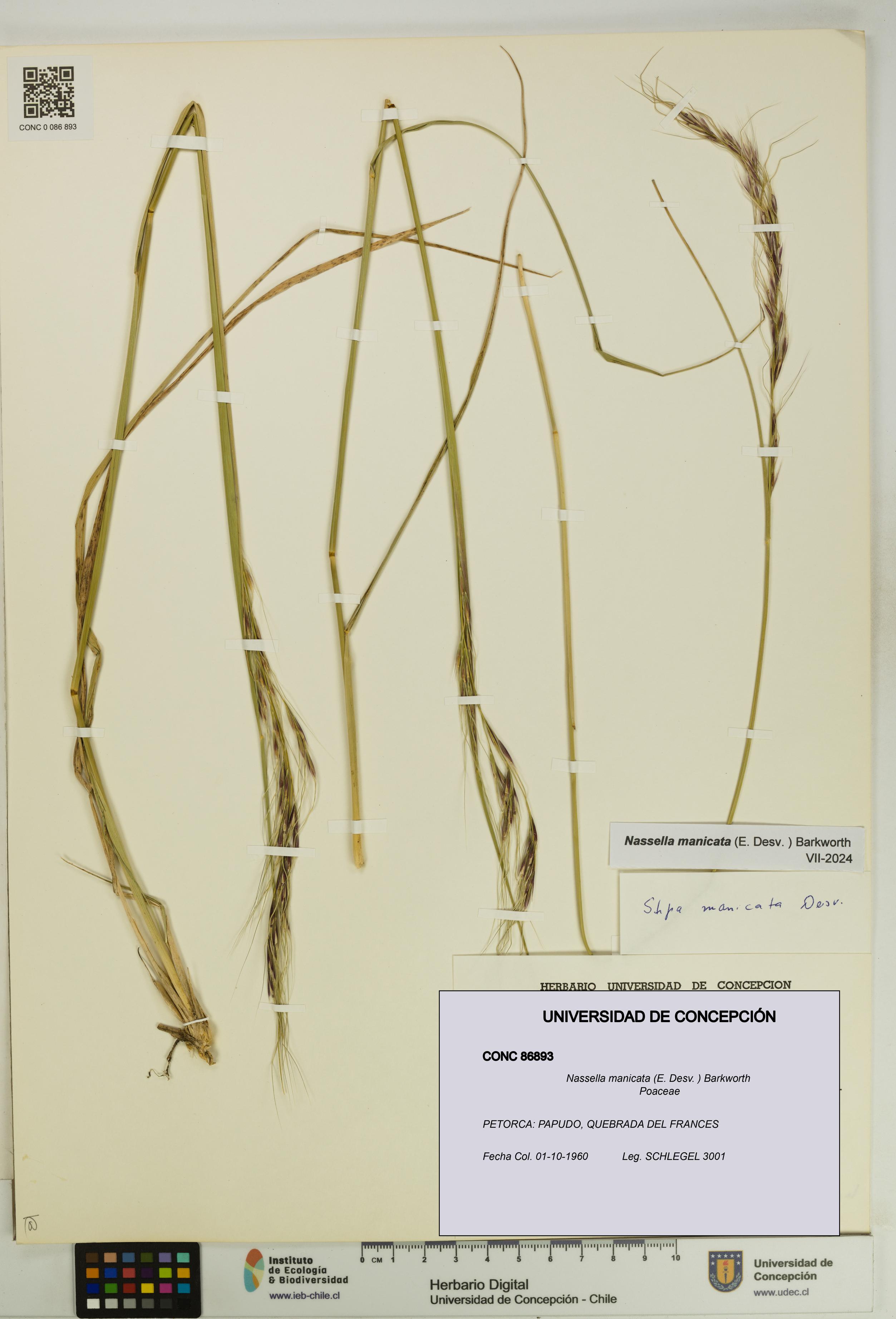 Nassella manicata [Espécimen: UDEC:CONC:0086893]