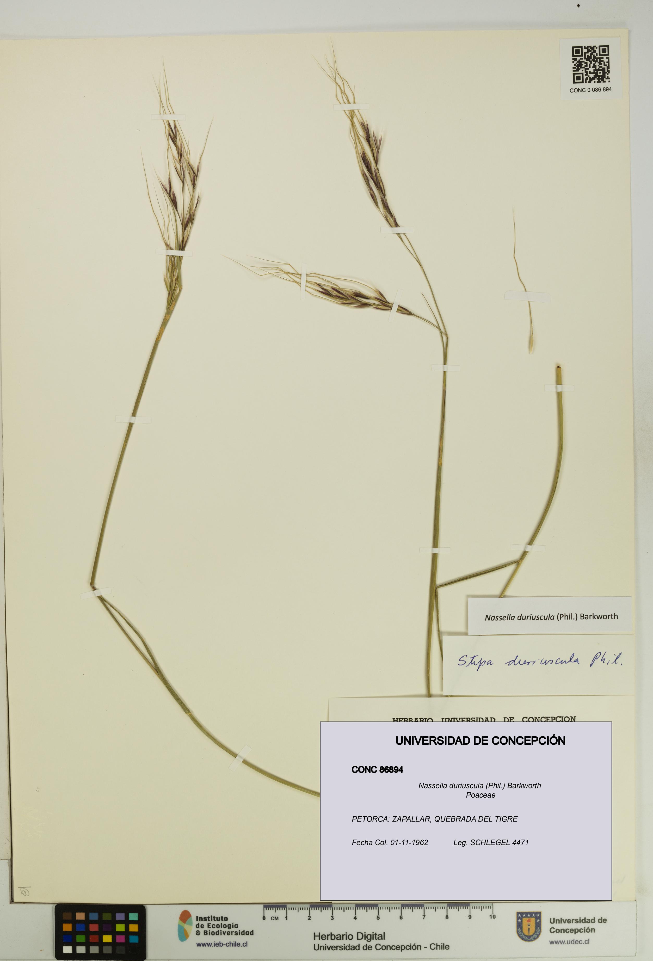 Nassella duriuscula [Espécimen: UDEC:CONC:0086894]