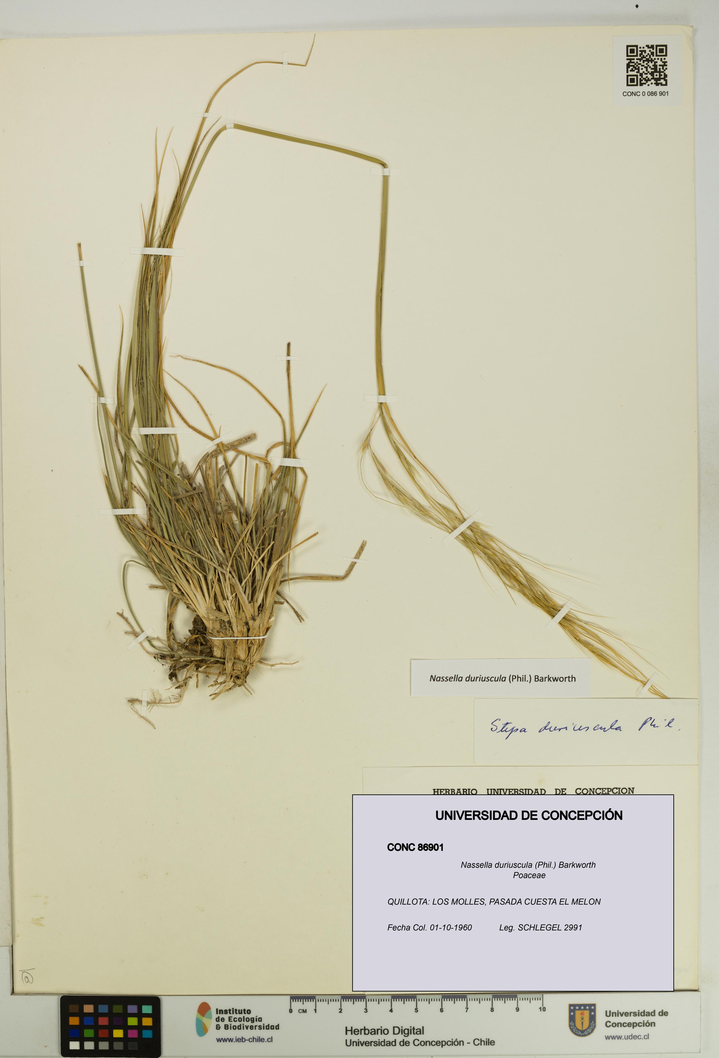 Nassella duriuscula [Espécimen: UDEC:CONC:0086901]