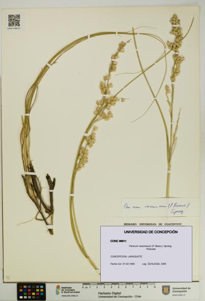 Panicum racemosum [Espécimen: UDEC:CONC:0086911]