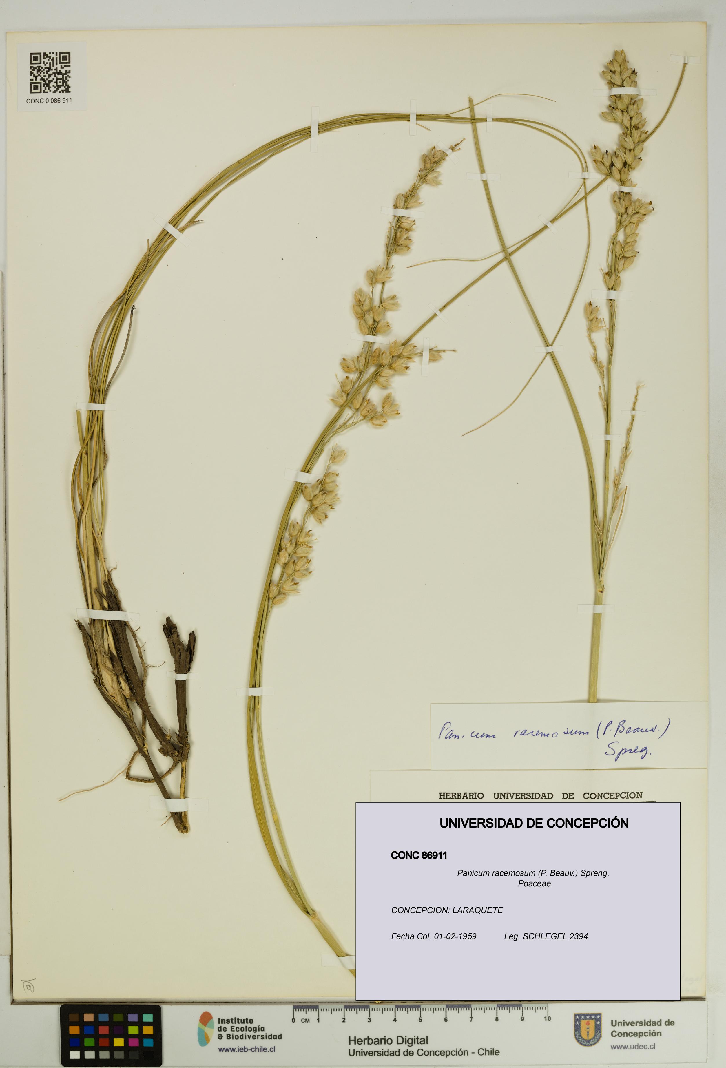 Panicum racemosum [Espécimen: UDEC:CONC:0086911]