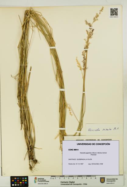 Nassella gigantea [Espécimen: UDEC:CONC:0086914]