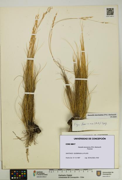 Nassella laevissima [Espécimen: UDEC:CONC:0086917]