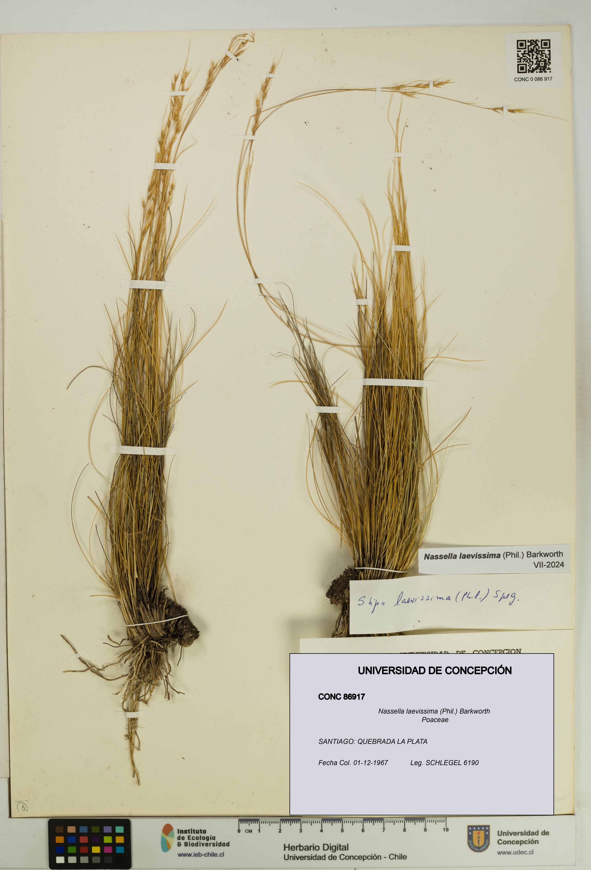 Nassella laevissima [Espécimen: UDEC:CONC:0086917]