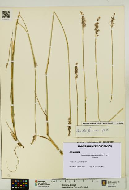 Nassella gigantea [Espécimen: UDEC:CONC:0086924]