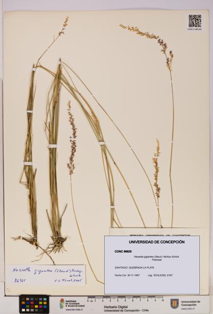 Nassella gigantea [Espécimen: UDEC:CONC:0086925]