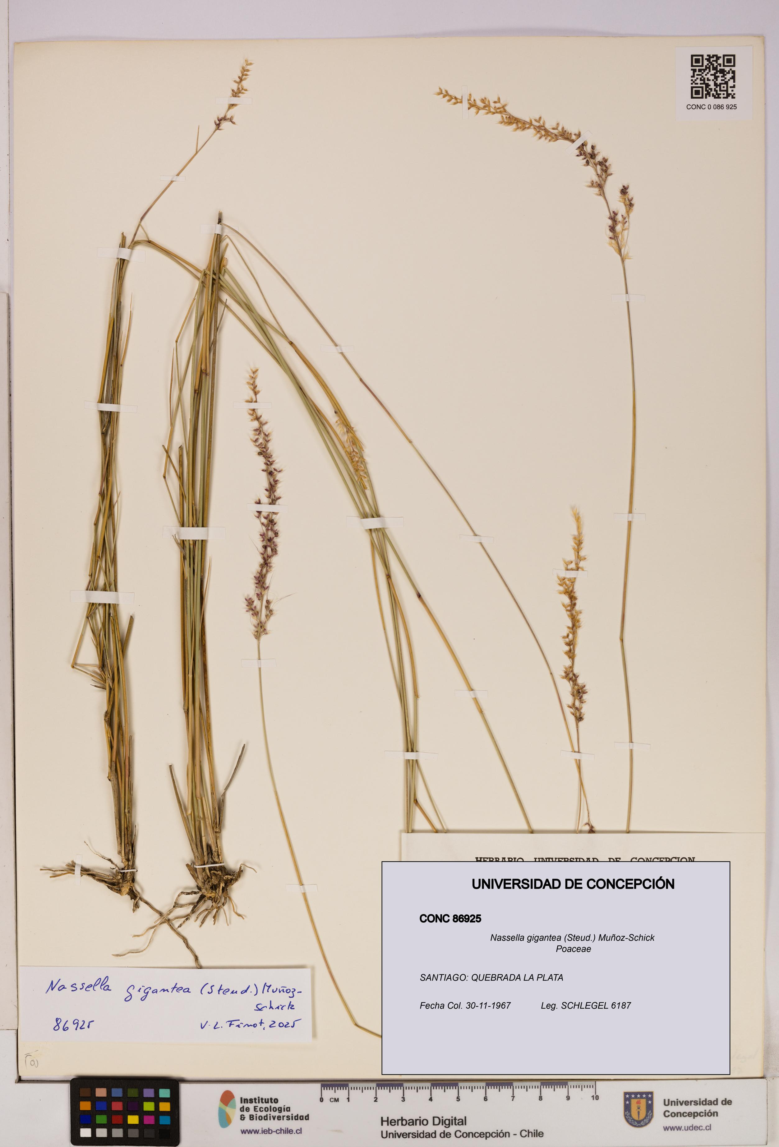 Nassella gigantea [Espécimen: UDEC:CONC:0086925]