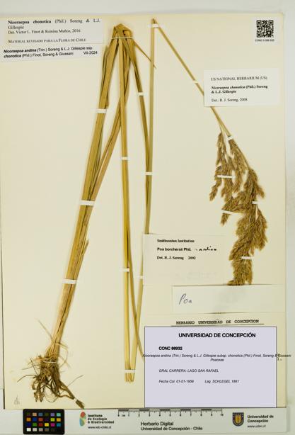 Nicoraepoa andina subsp. chonotica [Espécimen: UDEC:CONC:0086932]
