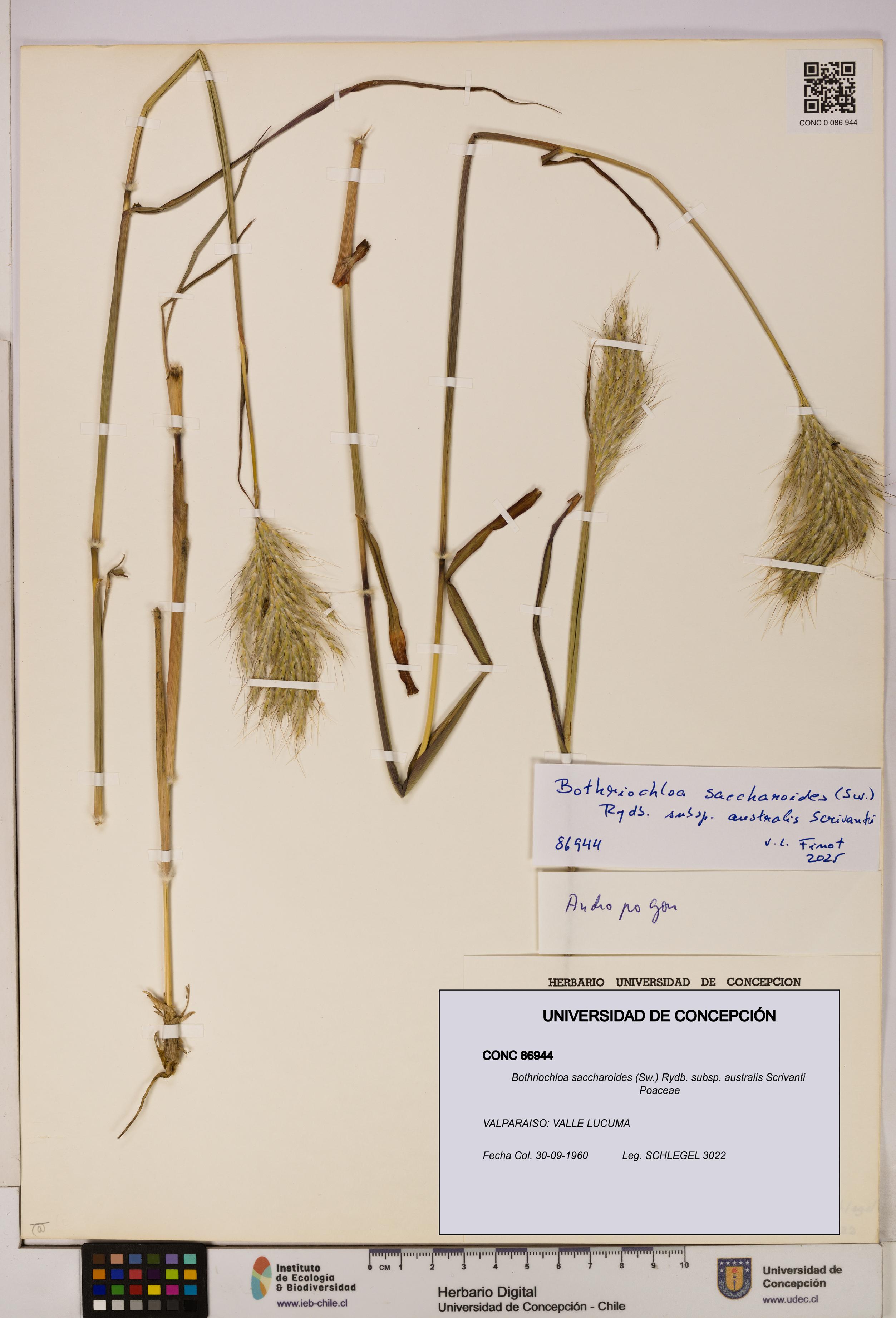 Bothriochloa saccharoides subsp. australis [Espécimen: ]