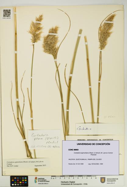 Cortaderia egmontiana [Espécimen: UDEC:CONC:0086953]