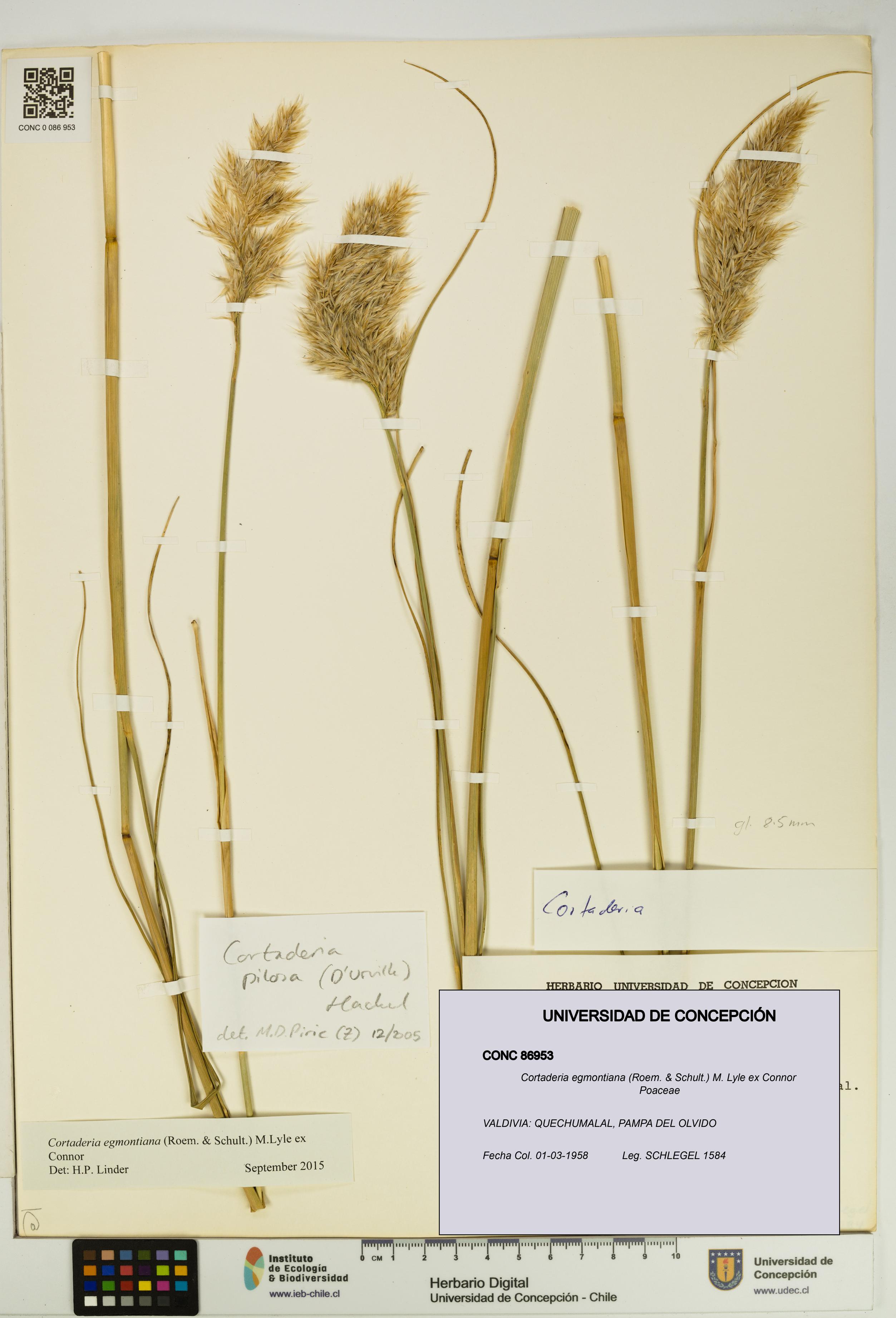 Cortaderia egmontiana [Espécimen: UDEC:CONC:0086953]