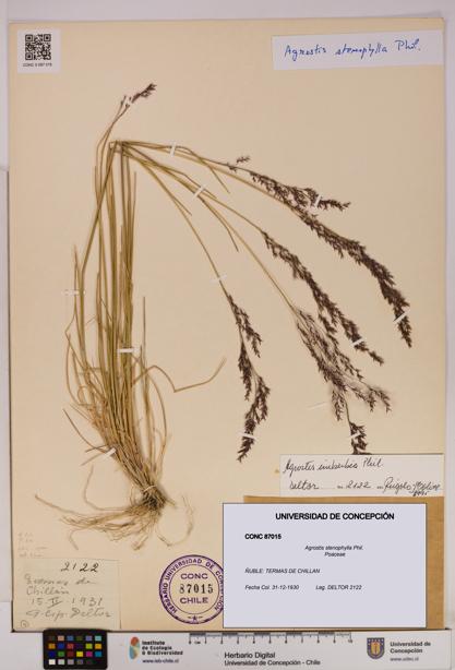 Agrostis stenophylla [Espécimen: UDEC:CONC:0087015]