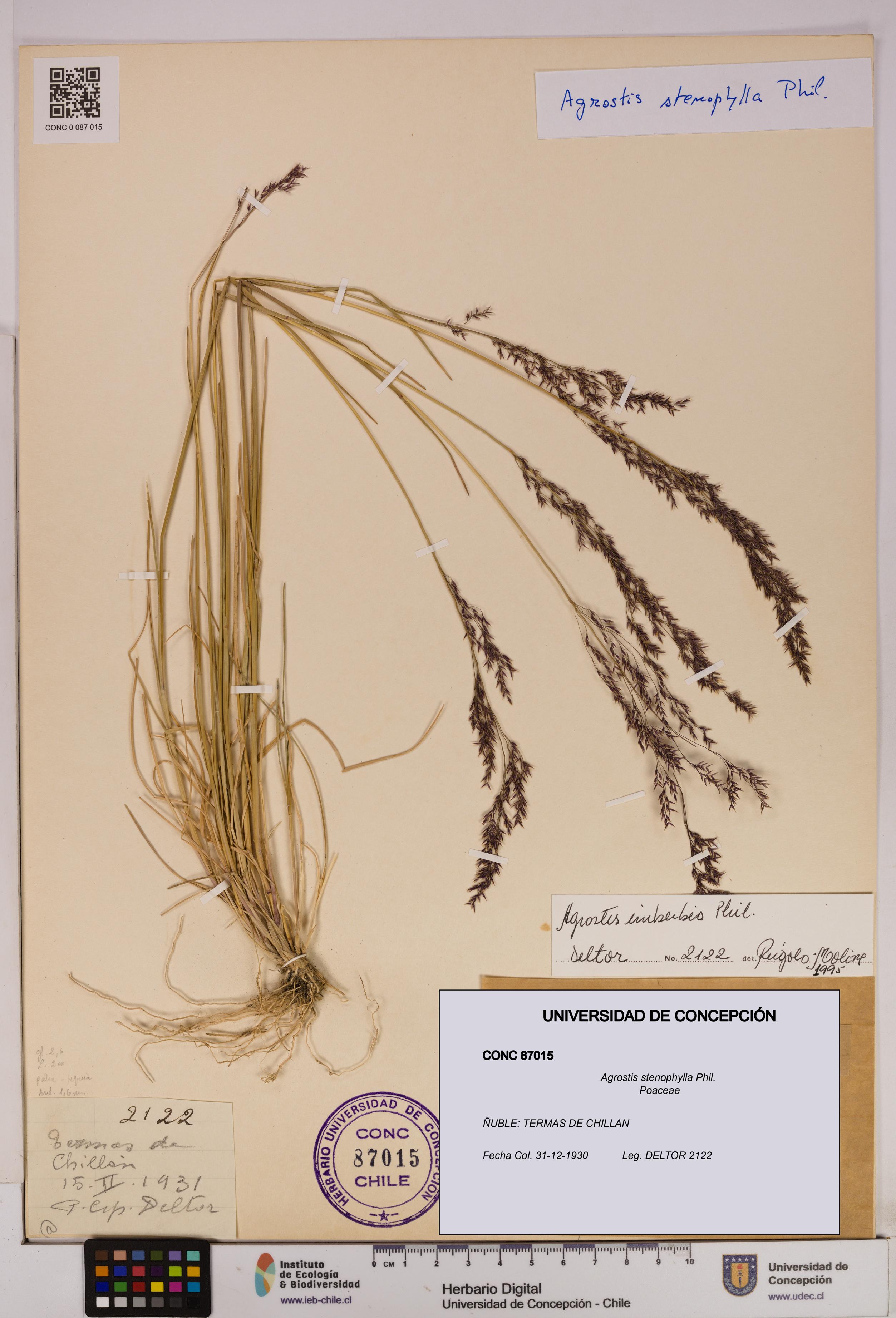 Agrostis stenophylla [Espécimen: UDEC:CONC:0087015]