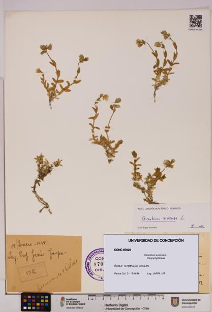 Cerastium arvense [Espécimen: UDEC:CONC:0087020]