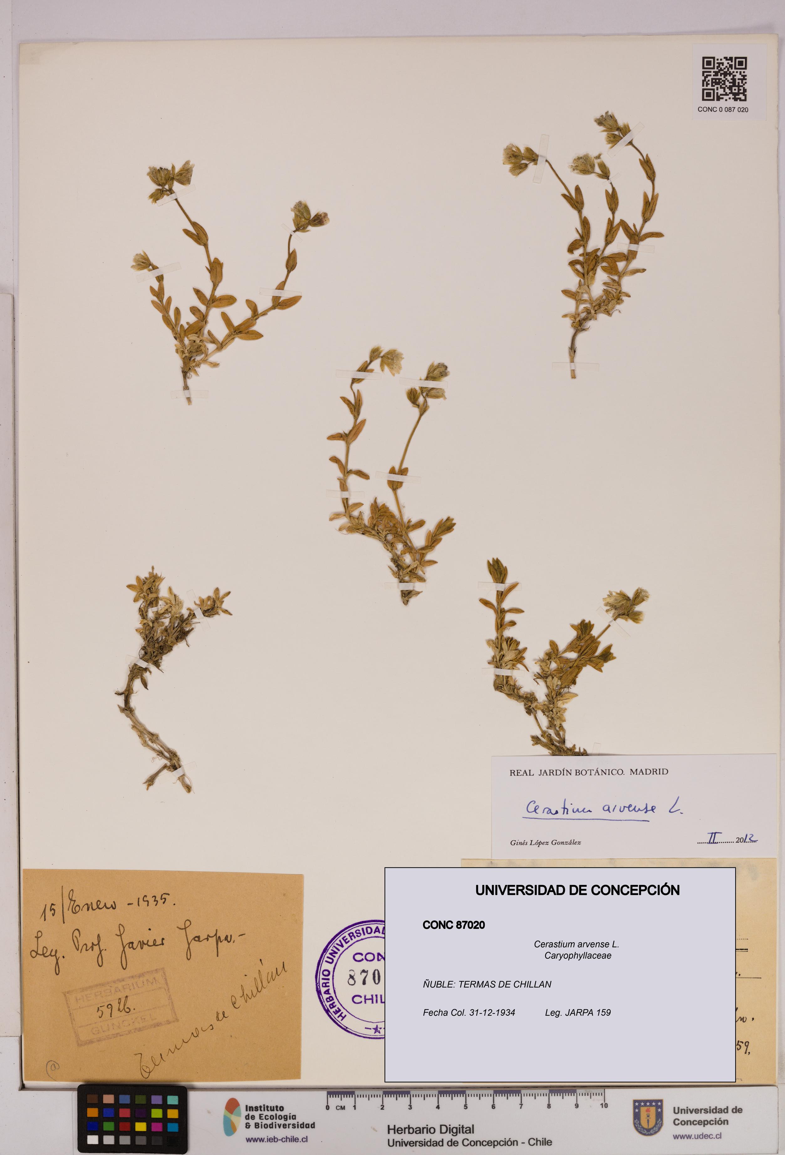 Cerastium arvense [Espécimen: UDEC:CONC:0087020]