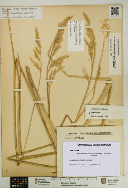 Nicoraepoa robusta [Espécimen: UDEC:CONC:0087046]