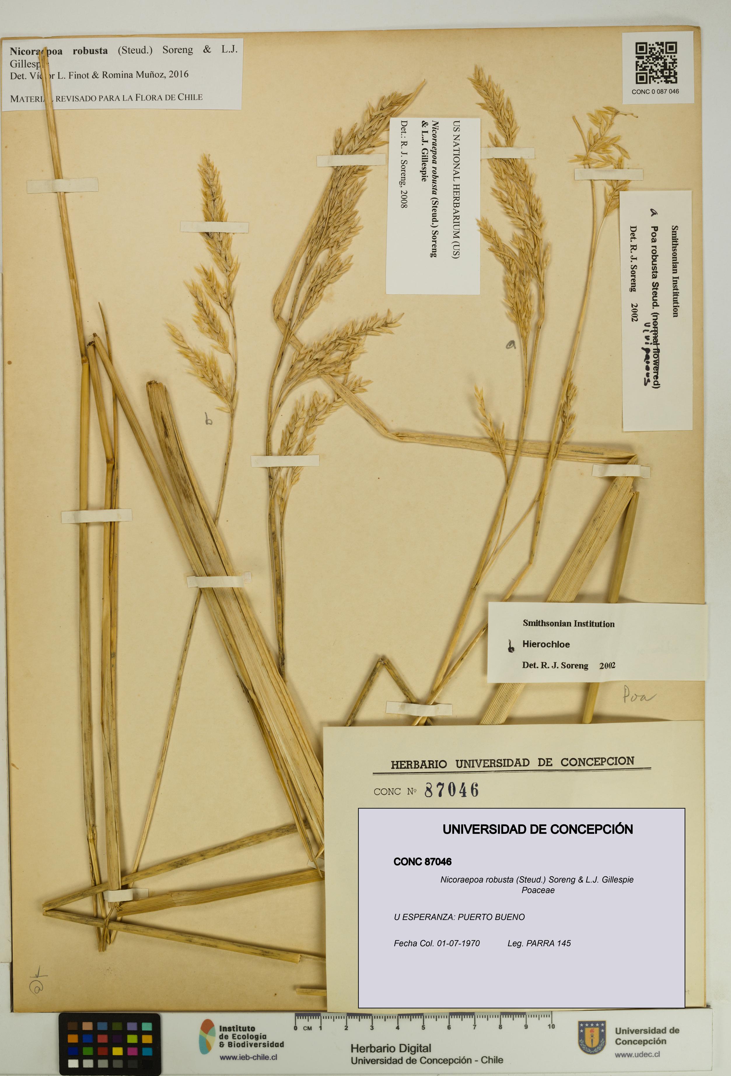 Nicoraepoa robusta [Espécimen: UDEC:CONC:0087046]