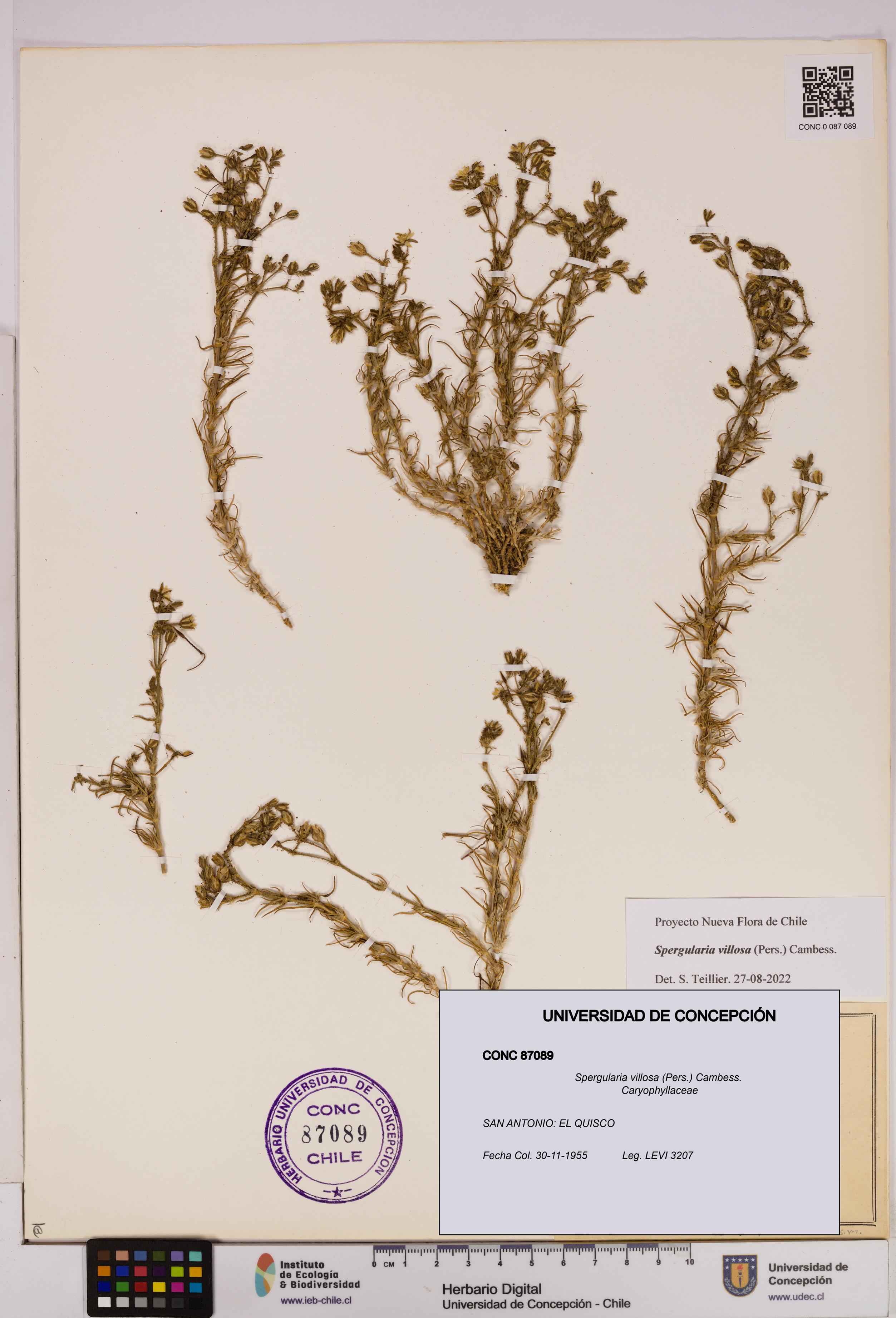 Spergularia villosa [Espécimen: UDEC:CONC:0087089]