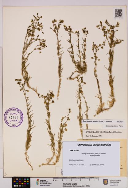 Spergularia villosa [Espécimen: UDEC:CONC:0087090]