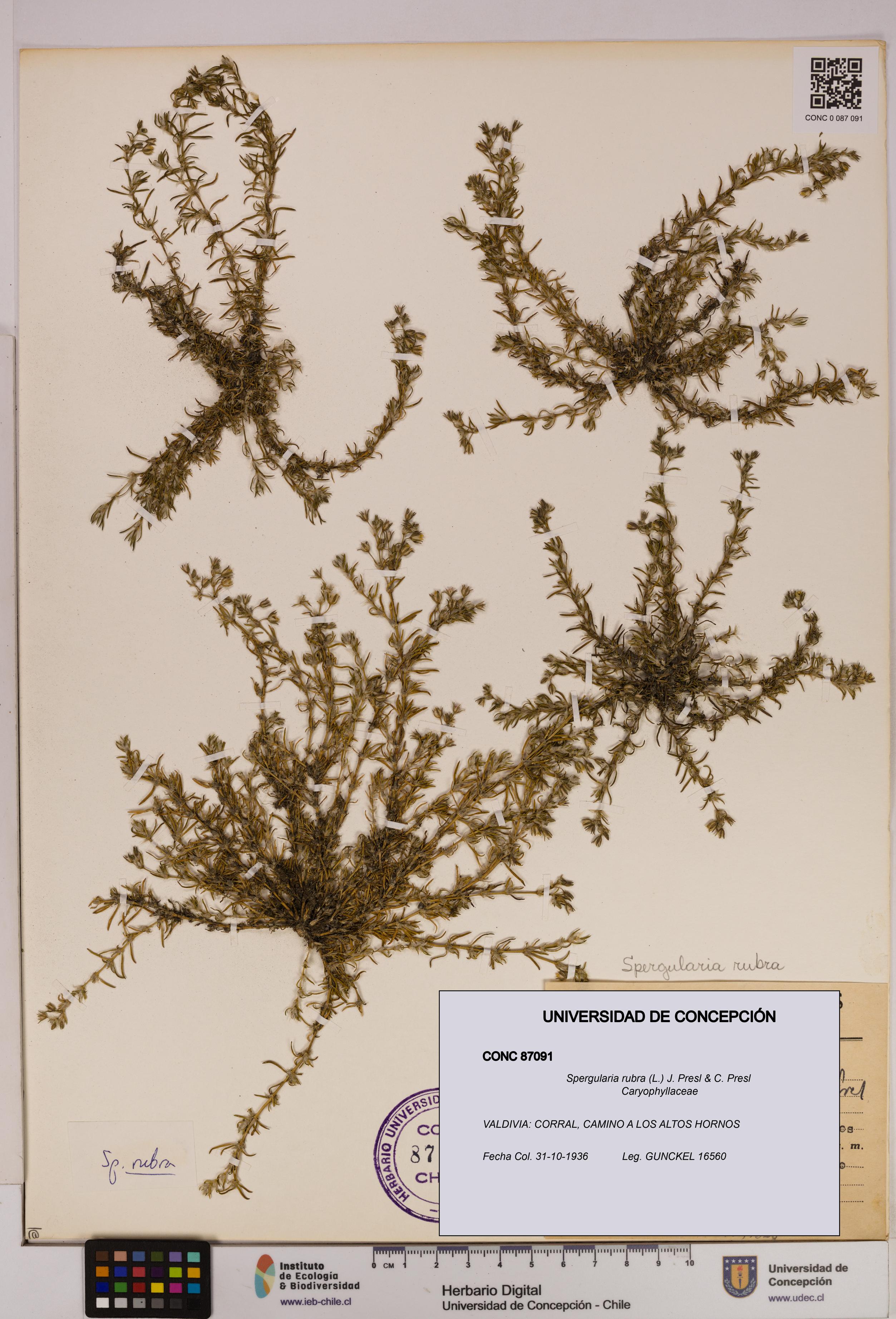Spergularia rubra [Espécimen: UDEC:CONC:0087091]