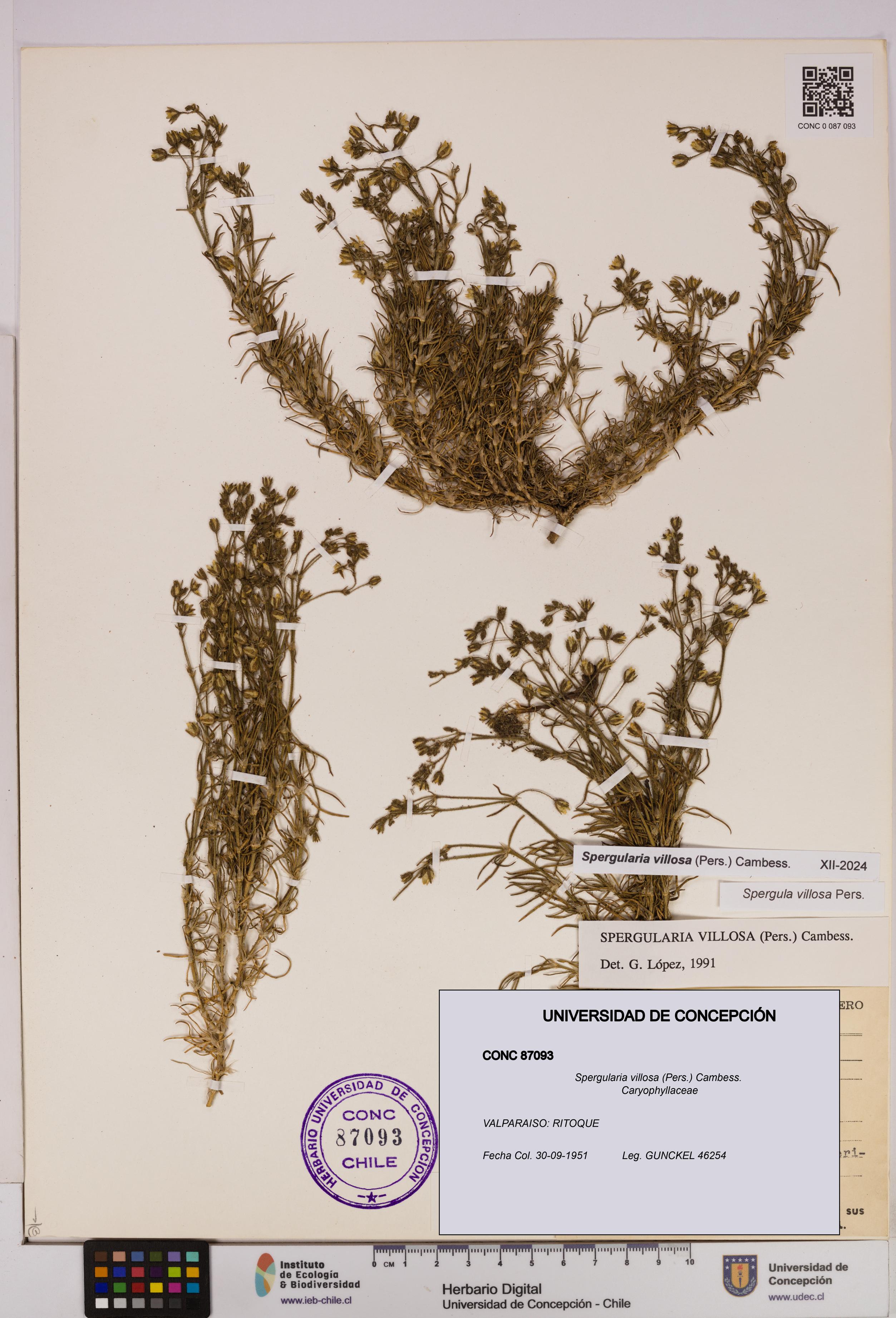Spergularia villosa [Espécimen: UDEC:CONC:0087093]