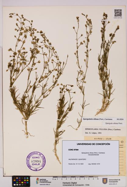 Spergularia villosa [Espécimen: UDEC:CONC:0087094]