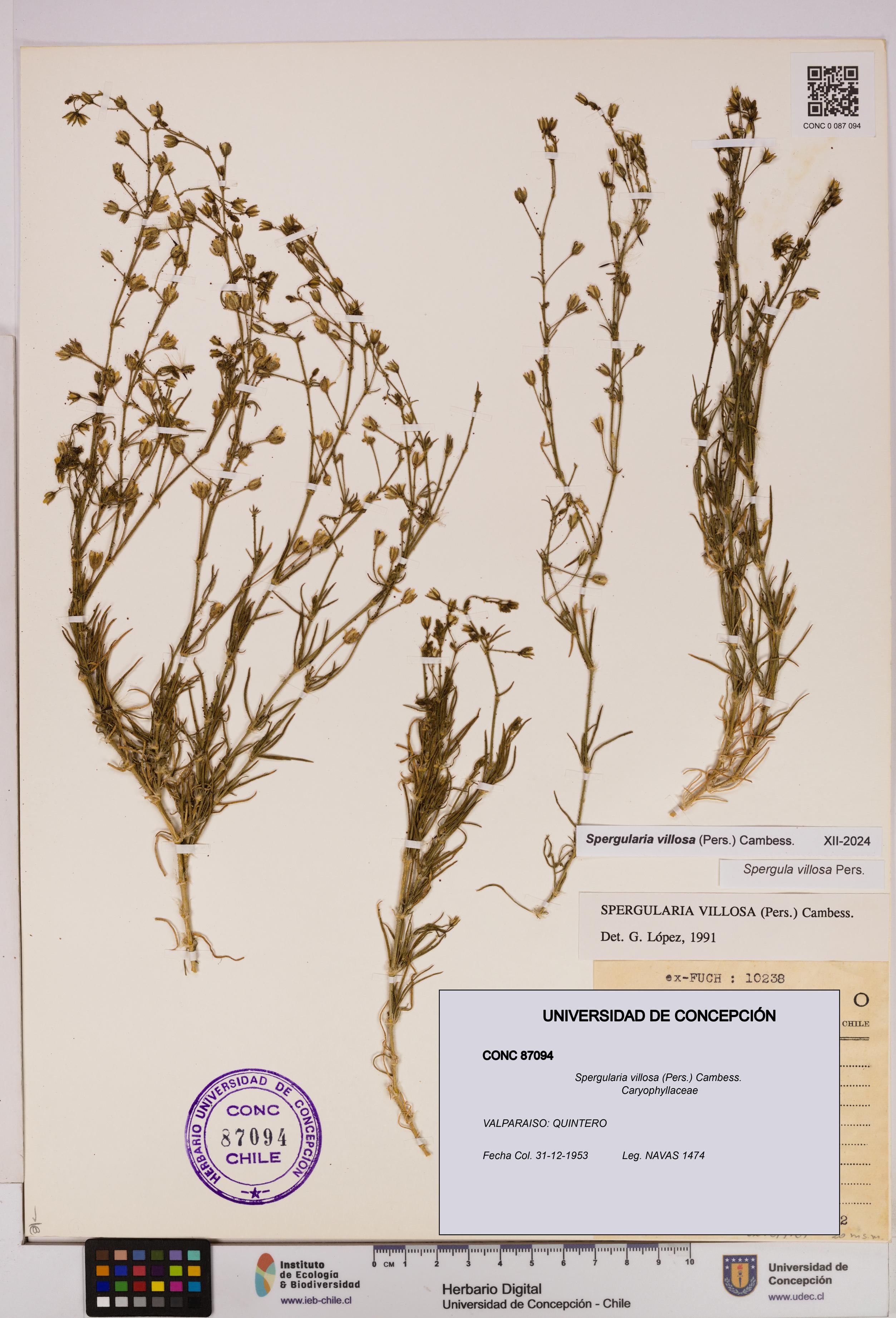 Spergularia villosa [Espécimen: UDEC:CONC:0087094]