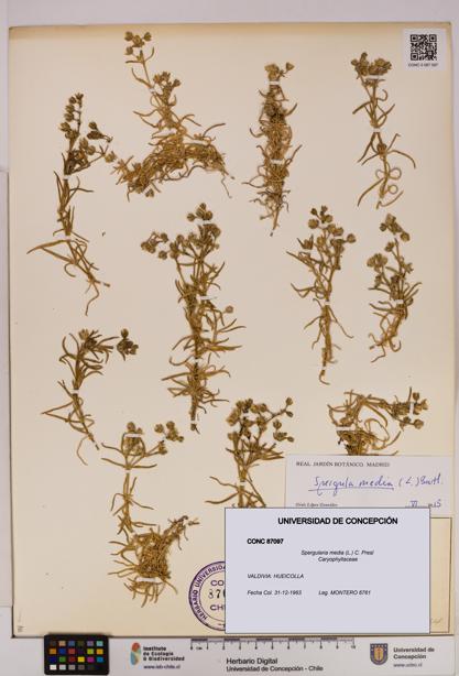 Spergularia media [Espécimen: UDEC:CONC:0087097]