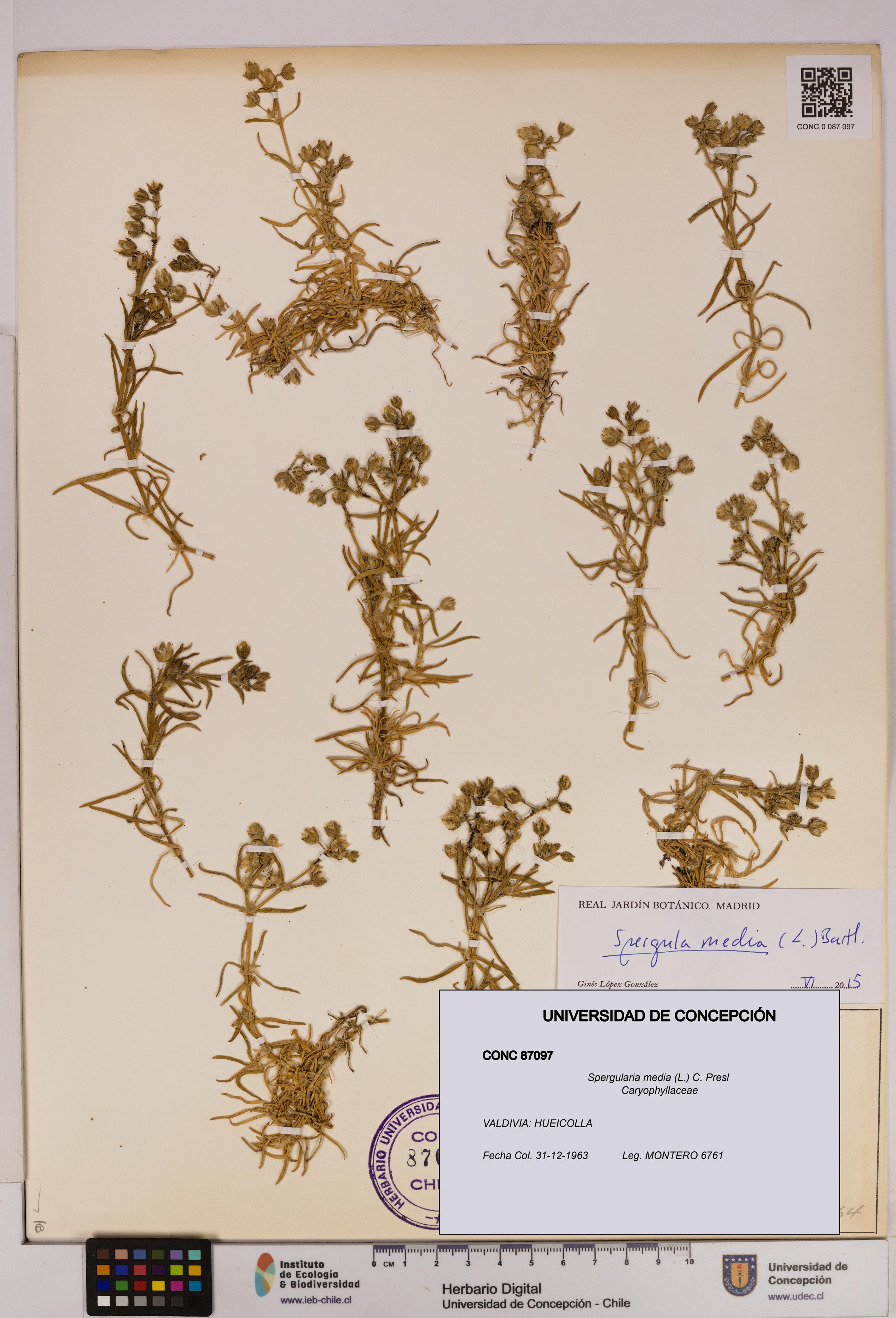 Spergularia media [Espécimen: UDEC:CONC:0087097]