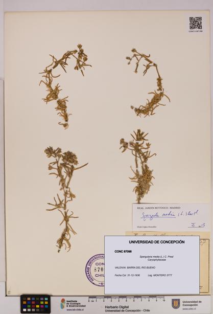 Spergularia media [Espécimen: UDEC:CONC:0087098]