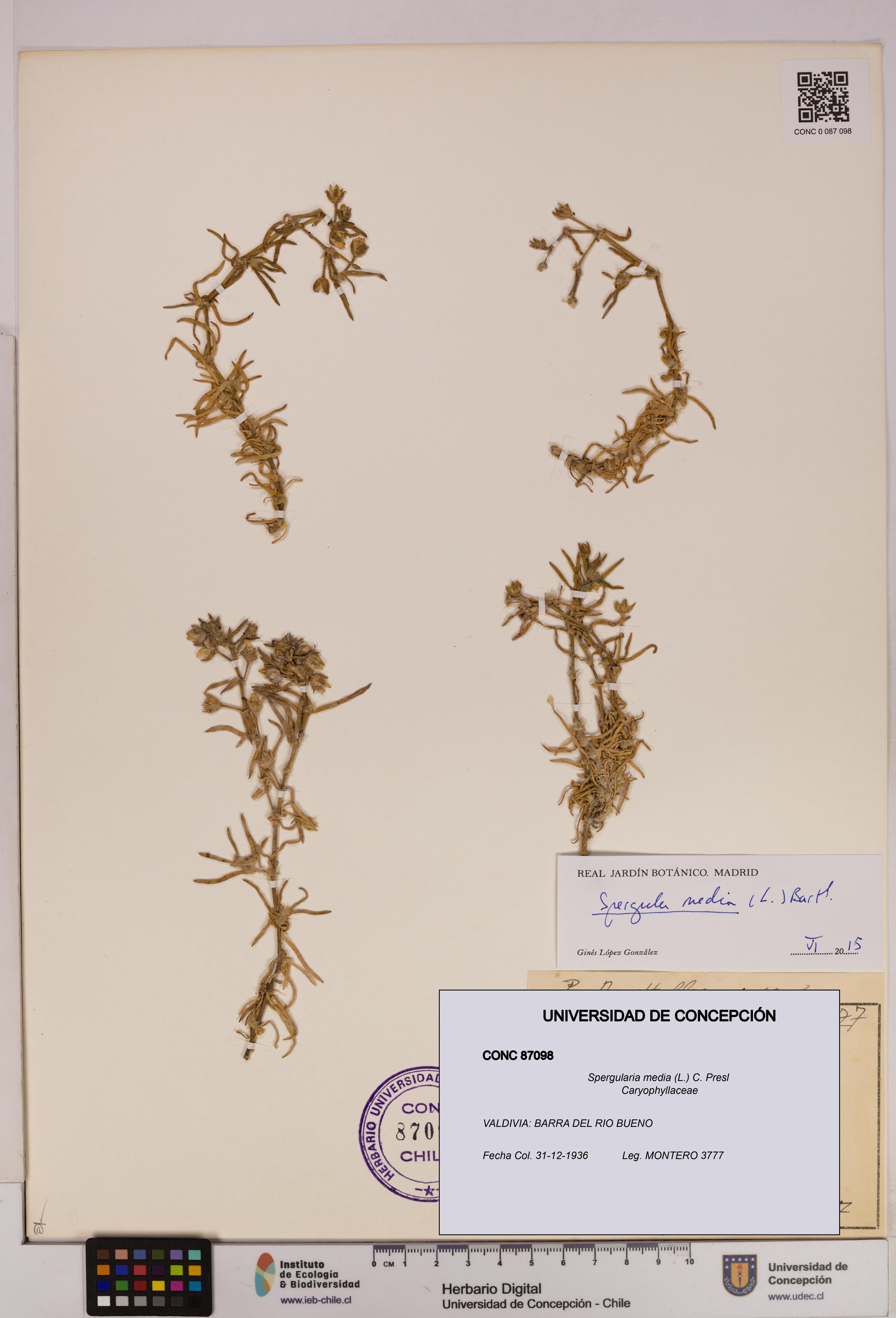 Spergularia media [Espécimen: UDEC:CONC:0087098]