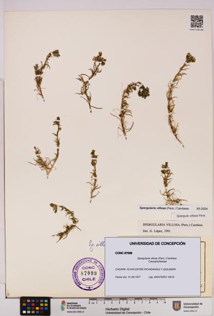 Spergularia villosa [Espécimen: UDEC:CONC:0087099]