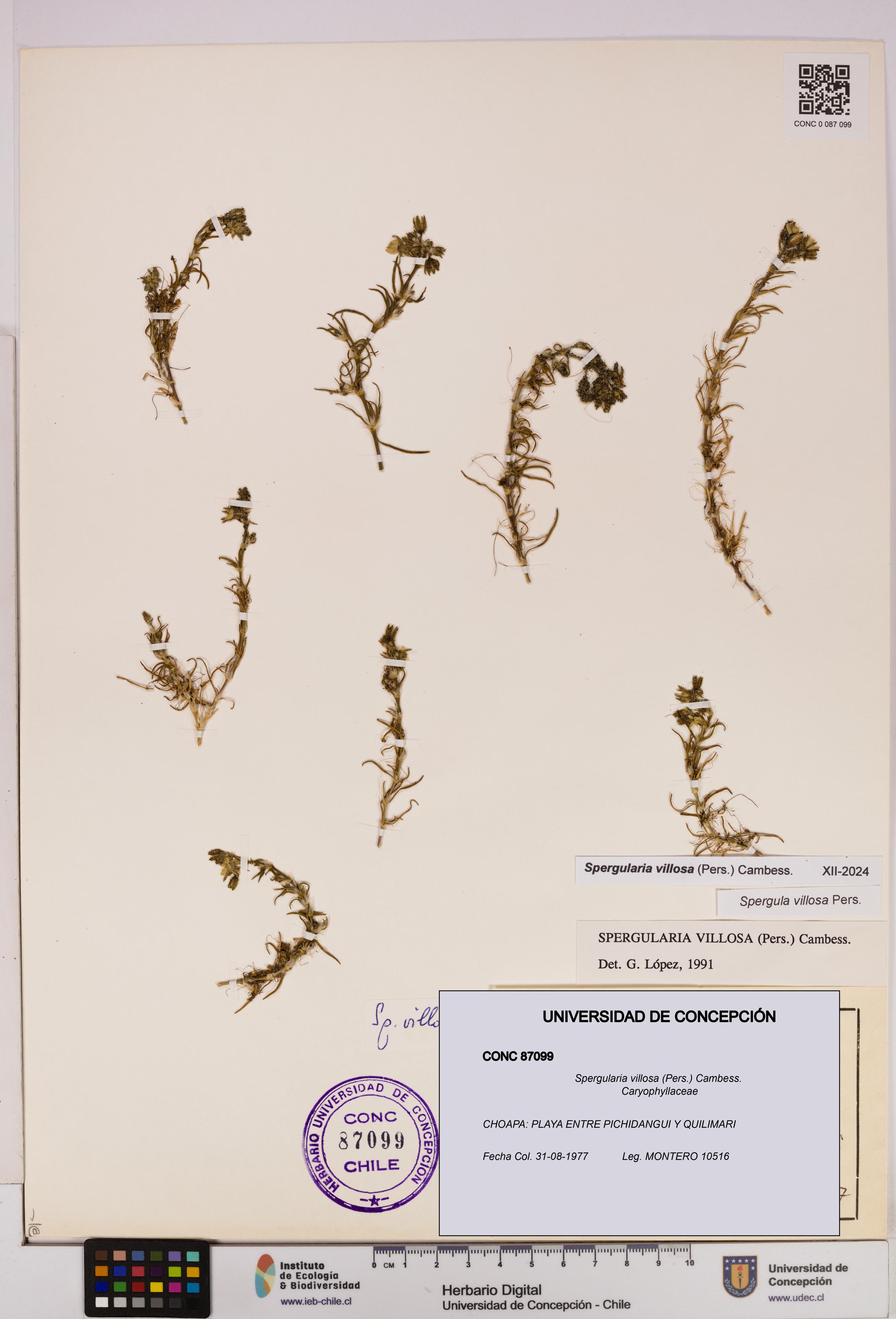 Spergularia villosa [Espécimen: UDEC:CONC:0087099]