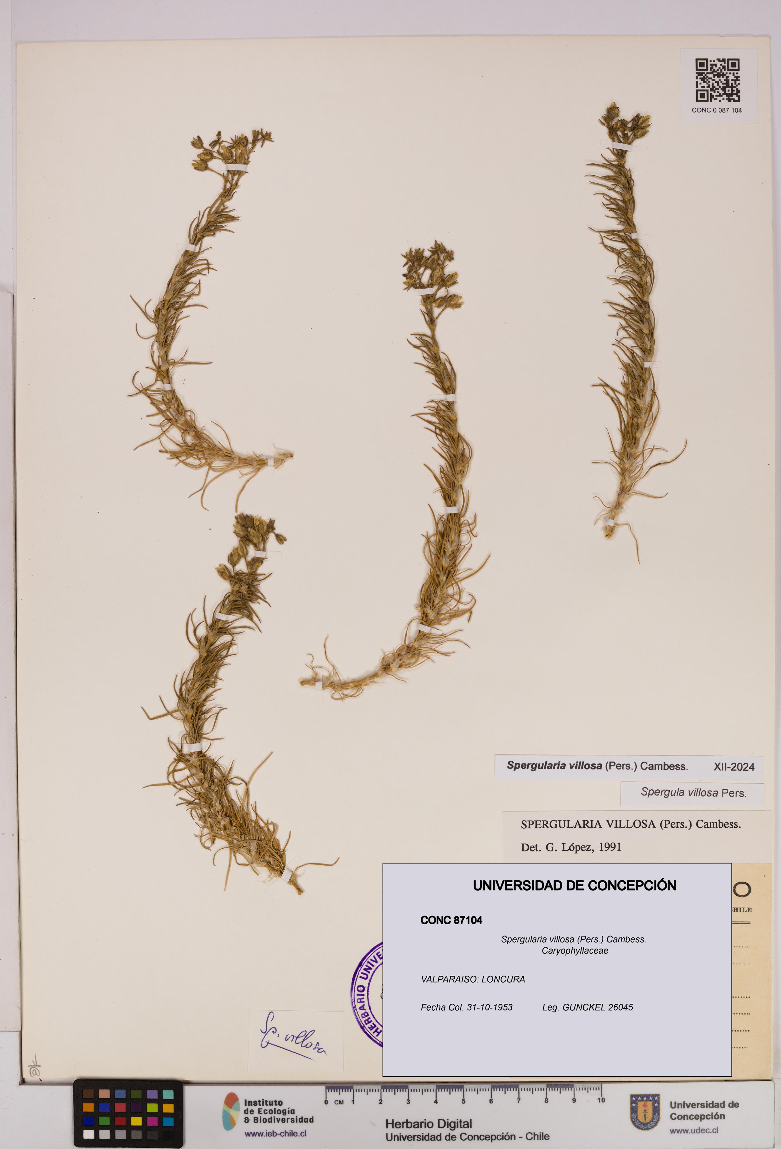 Spergularia villosa [Espécimen: UDEC:CONC:0087104]